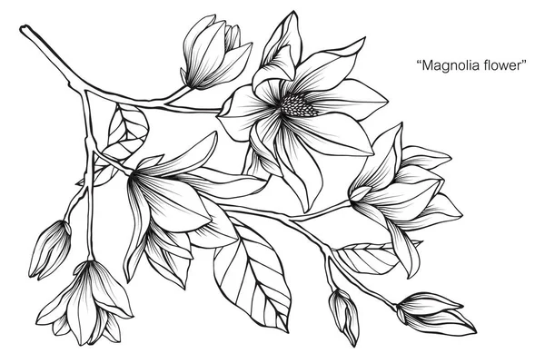 Ilustracja Kwiat Magnolii Czarno Białe Sztuki Linia Białym Tle — Wektor stockowy