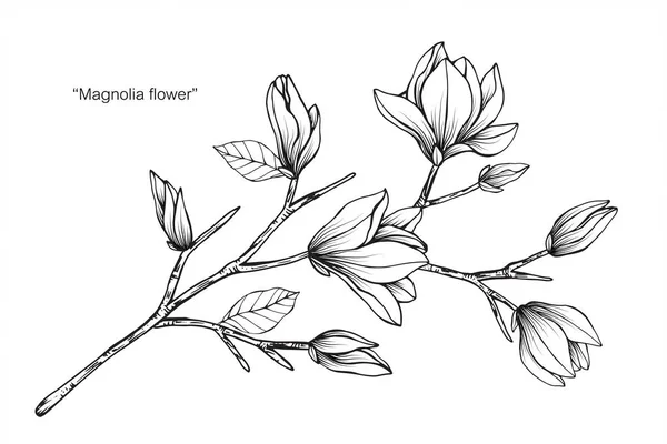 Magnolia blomma ritning illustration. — Stock vektor