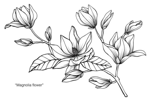 Magnolia Flor Dibujo Ilustración Blanco Negro Con Arte Línea Sobre — Vector de stock