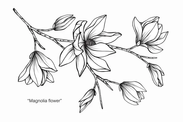 Magnolia Flor Dibujo Ilustración Blanco Negro Con Arte Línea Sobre — Vector de stock