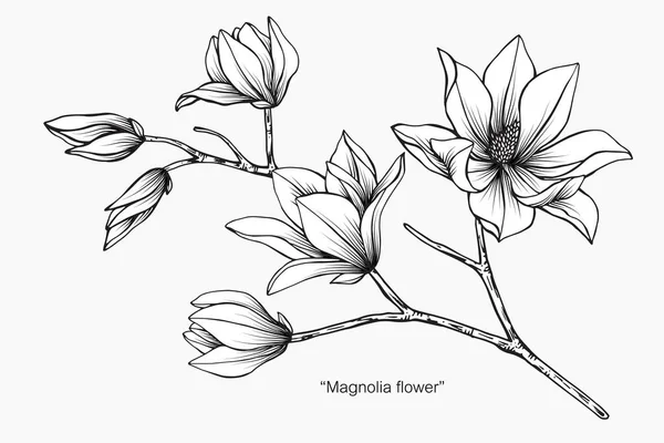 Magnolia blomma ritning illustration. — Stock vektor