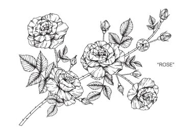 Şekil çizim çiçek gül. Satır resmi beyaz arka plan üzerinde siyah ve beyaz.