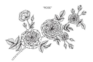 Şekil çizim çiçek gül. Satır resmi beyaz arka plan üzerinde siyah ve beyaz.