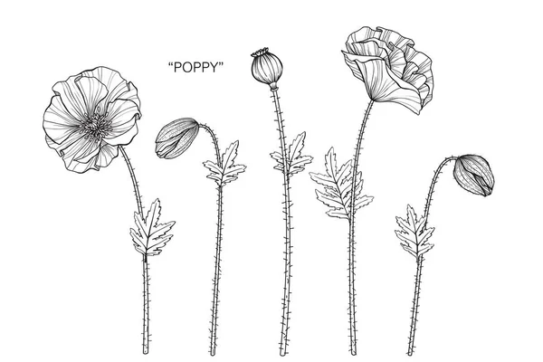Poppy Flor Desenho Ilustração Preto Branco Com Arte Linha Fundos —  Vetores de Stock