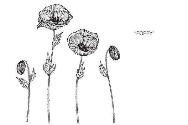 Poppy Flor Desenho Ilustração Preto Branco Com Arte Linha Fundos —  Vetores de Stock