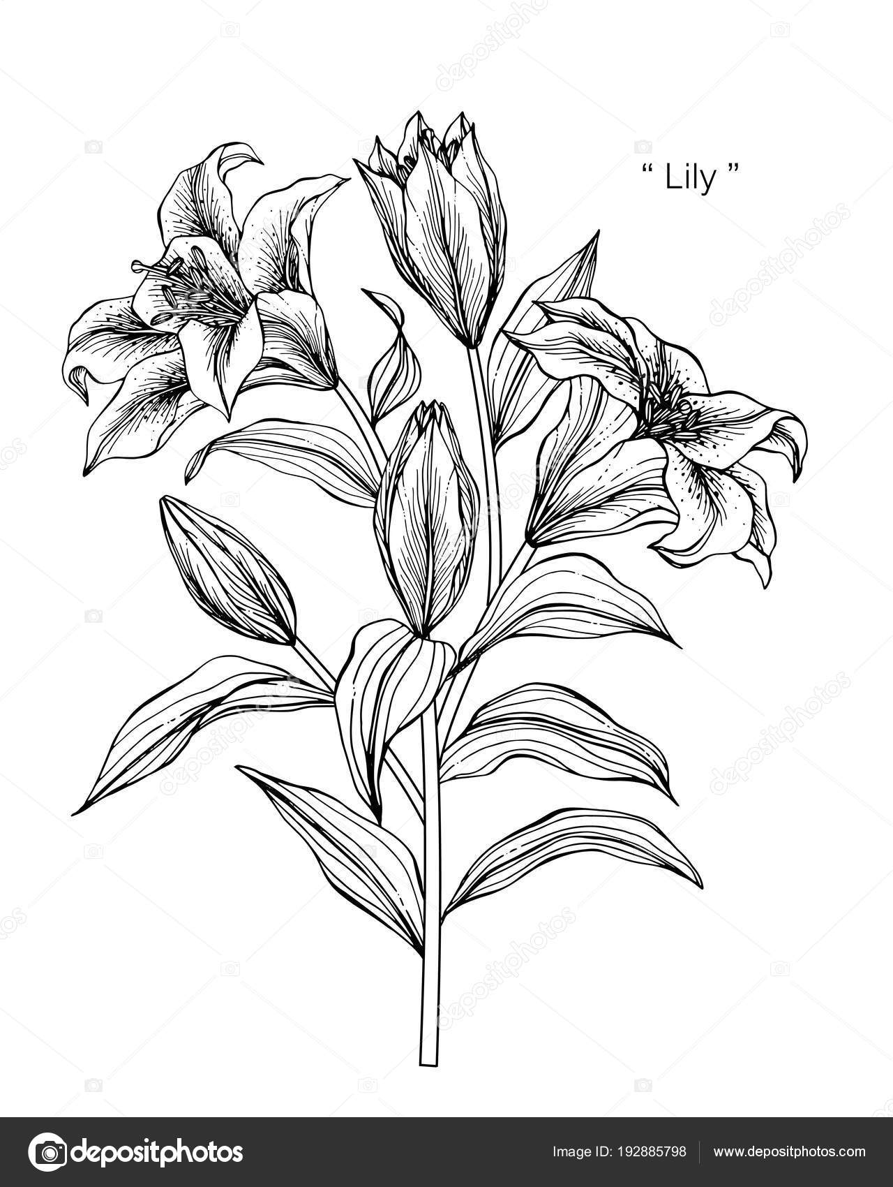 White Lily Flower Stock Illustration - Download Image Now - Anniversary,  Art, Beauty - iStock
