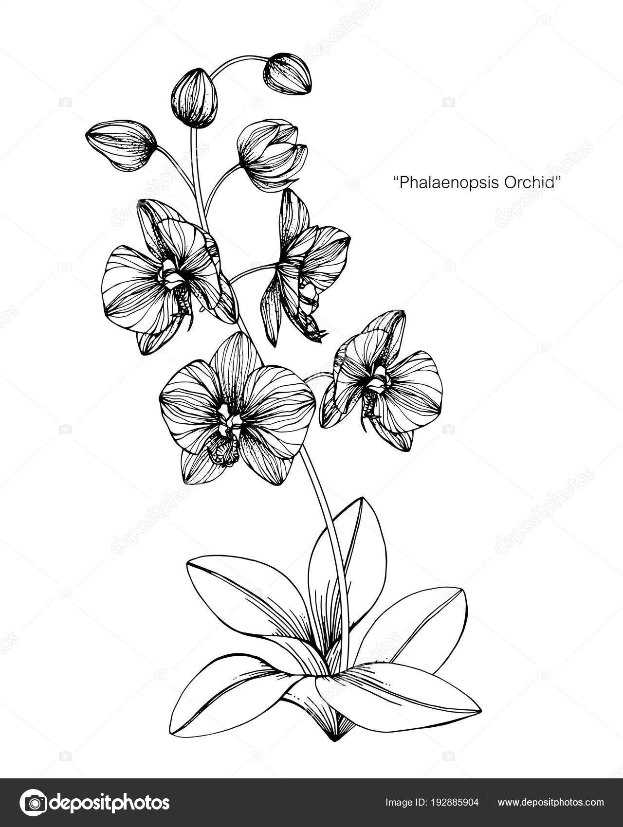Fleur Orchidée Dessin Illustration Noir Blanc Avec Dessins