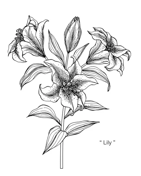 Ilustración Dibujo Flor Lily Blanco Negro Con Arte Línea Sobre — Vector de stock