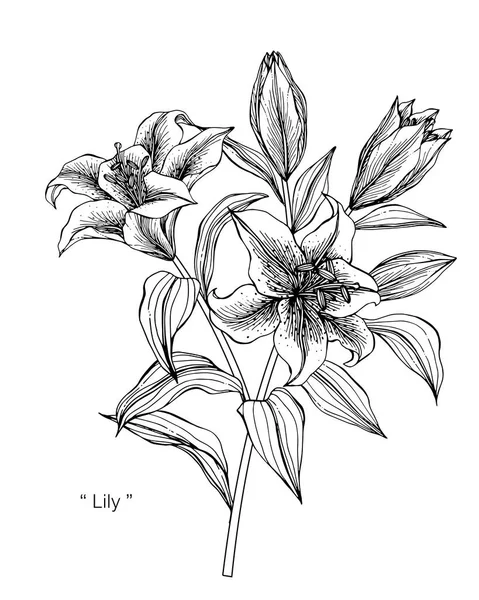 Lily flower ritning illustration. — Stock vektor