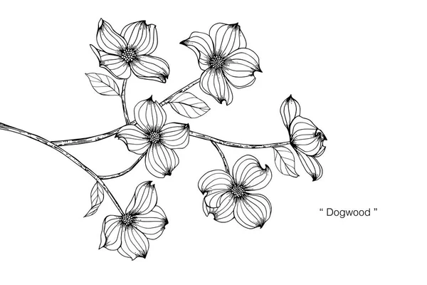 Иллюстрация Цветка Догвуда Черное Белое Линией Искусства Белом Фоне — стоковый вектор