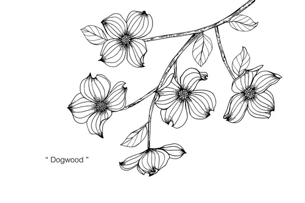 Dogwood flor desenho ilustração . — Vetor de Stock