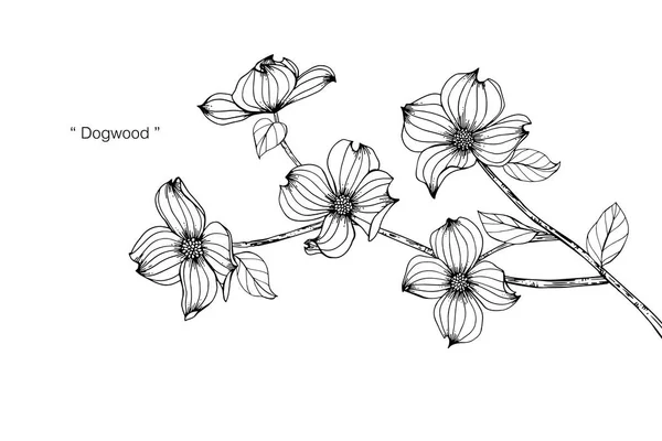 Dibujo de flores de Dogwood ilustración . — Vector de stock