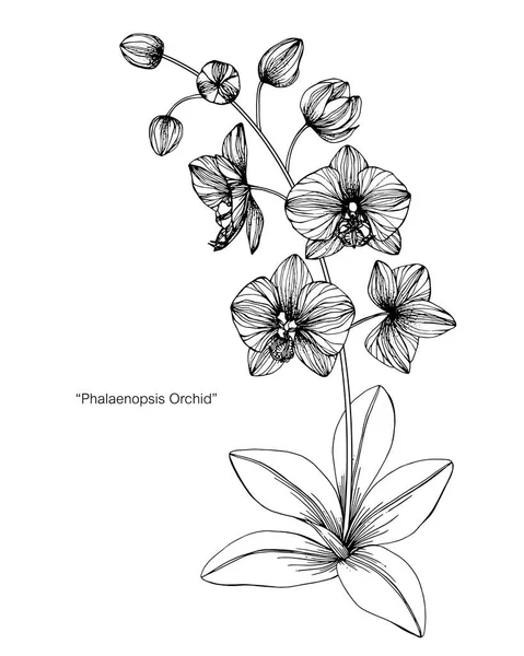 Ilustração Desenho Flor Orchid Preto Branco Com Arte Linha Fundos — Vetor de Stock