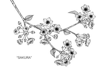 Sakura çiçek çizim şekil.