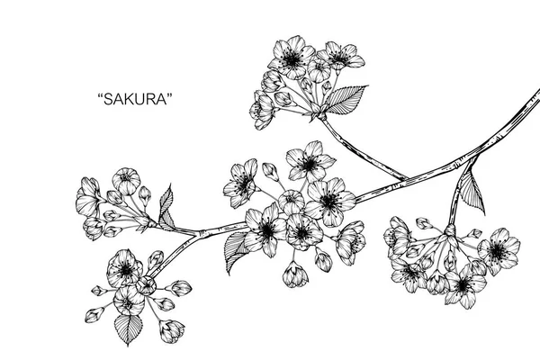 Sakura flor dibujo ilustración . — Vector de stock