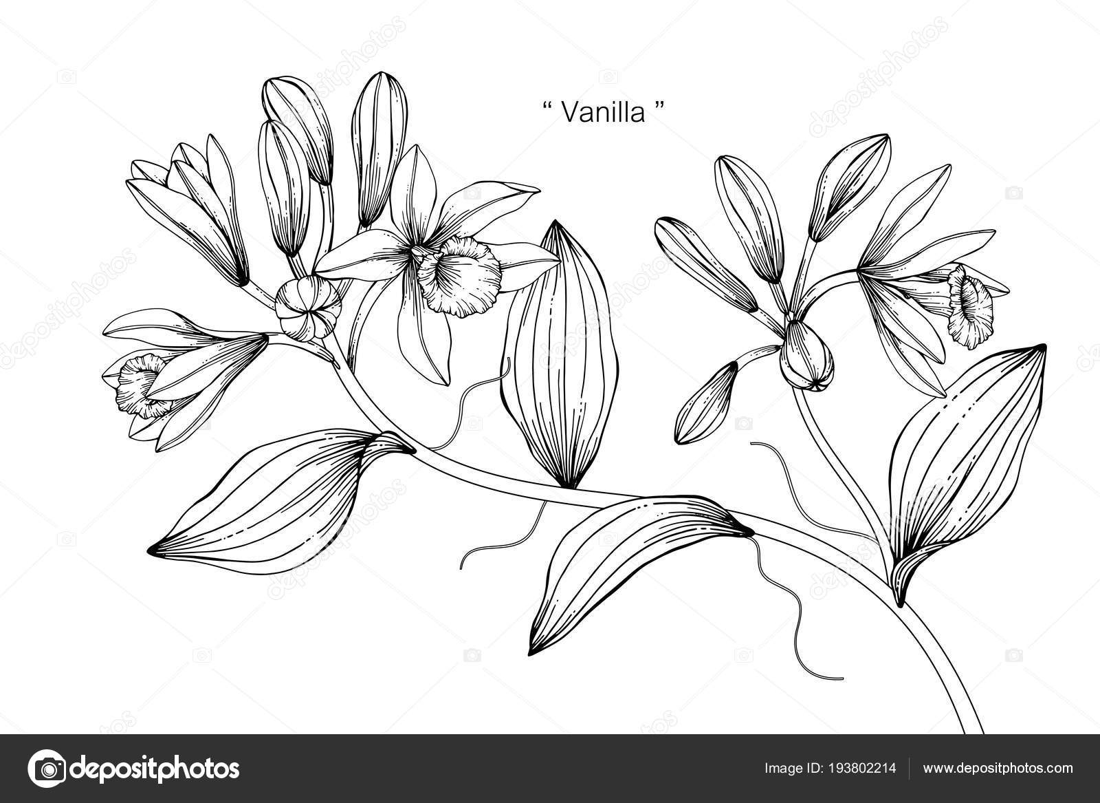 Vettoriale stockIllustrazione Disegno Fiore Vaniglia Bianco Nero Con Line  Art Sfondo di ©suwi19 #193802214, image size:1600x1167