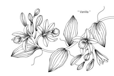 Vanilya çiçek çizim çizim. Satır resmi beyaz arka plan üzerinde siyah ve beyaz.