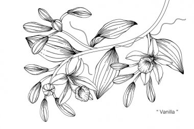 Vanilya çiçek çizim çizim. Satır resmi beyaz arka plan üzerinde siyah ve beyaz.