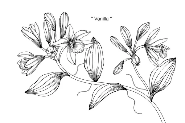 Vanilla Blomma Ritning Illustration Svart Och Vitt Med Linje Konst — Stock vektor