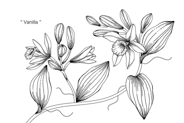 Ilustracja Kwiat Wanilii Czarno Białe Sztuki Linia Białym Tle — Wektor stockowy