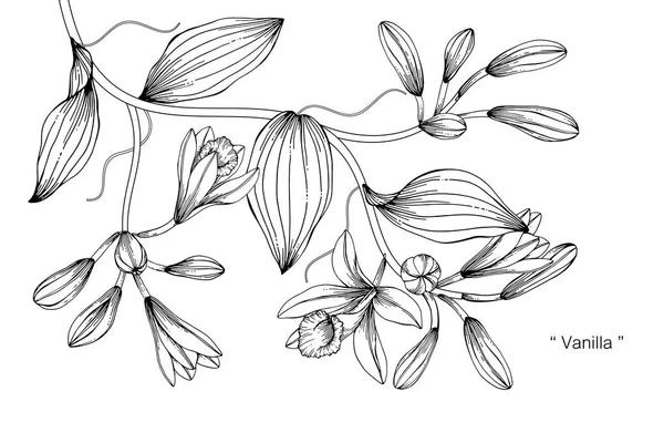 バニラの花図面の図 白い背景でライン アートと黒と白 — ストックベクタ