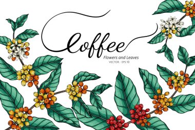 Kahve çiçeği ve yaprak çizimi beyaz arkaplanda çizgi sanatı ile.