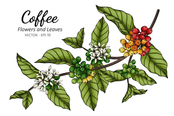 Ilustración de hojas y flores de café con arte de línea sobre fondo blanco.. — Vector de stock