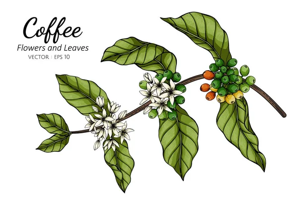 Ilustración de hojas y flores de café con arte de línea sobre fondo blanco.. — Archivo Imágenes Vectoriales