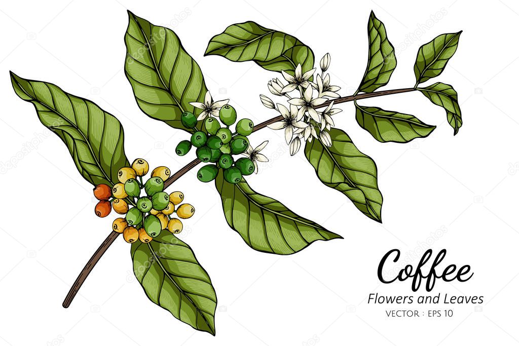 Coffee flower and leaf drawing illustration with line art on white backgrounds.
