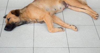 Yalnız, genç bir sokak köpeği kopya alanı olan duvarın yanında uyuyor. Asya evsiz sokak köpeği konsepti.