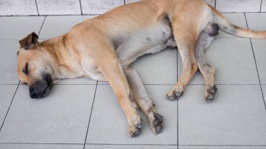 Yalnız, genç bir sokak köpeği kopya alanı olan duvarın yanında uyuyor. Asya evsiz sokak köpeği konsepti.