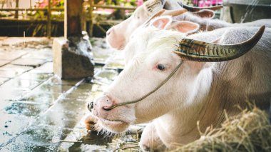 İki Asyalı albino buffalo veya kapalı grupta oturan beyaz bizon. Albino buffalo zinciri sonra gün boyu iş için dinlenme bornoz ile.