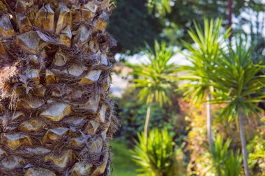 Tropikal orman arka plan, dokulu palm gövde. Uyum ben