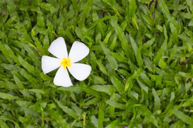 yumuşak ve ihale frangipani çiçek, yeşil çim sakin güneşli sabah döşeme
