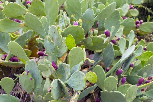 Cactus ficus-indica comestible con sus frutas dulces - espalda exótica —  Fotos de Stock