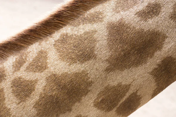 Feche a foto do longo pescoço de fúria da girafa — Fotografia de Stock