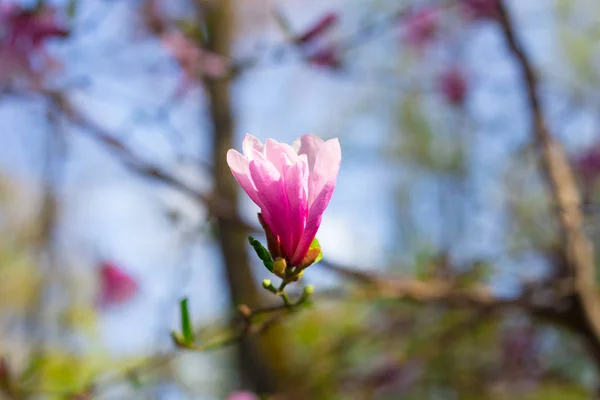 Красивый и нежный розовый цветок магнолии — стоковое фото