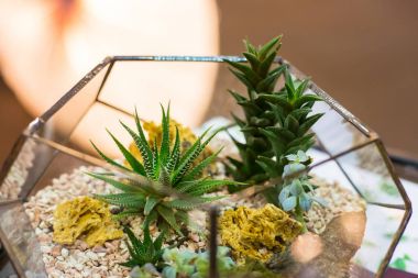 modaya uygun popüler cam florarium ile küçük succulents