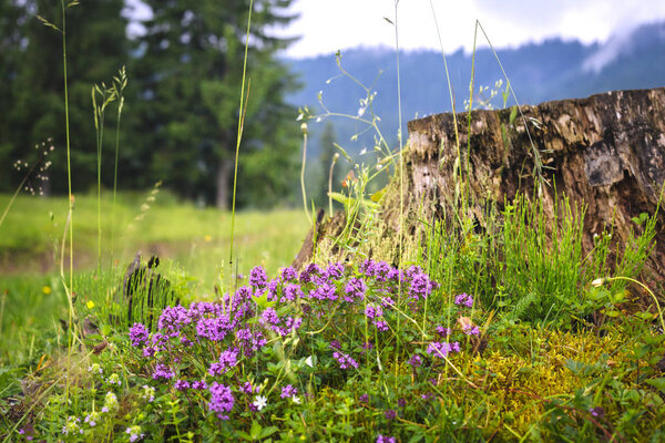 Прекрасный пейзаж горный пейзаж с фиолетовыми цветами тимьяна рядом со старым корешком и голубыми горами с сосновым лесом на заднем плане
