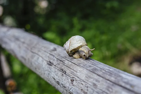 在木料上缓慢爬行的小蜗牛有着模糊的绿色森林背景 有选择性地将焦点集中在这只小蜗牛上 — 图库照片