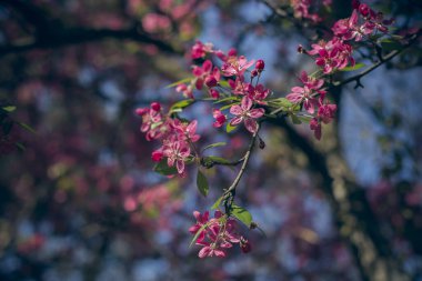 Mavi gökyüzü ve çiçek açan elma ağacı dalıyla pembe doymuş çiçekler ve küçük taze yapraklar mutlu ve huzurlu görünüyor.