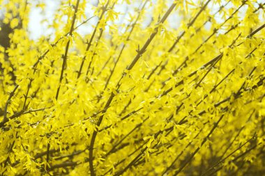 Yellow blooming shrub, bush, blossom, spring in botanical garden, nature background