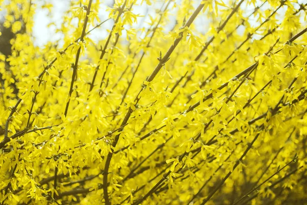 Yellow blooming shrub, bush, blossom, spring in botanical garden, nature background — Stok fotoğraf