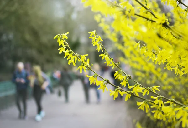 Yellow blooming shrub, bush, blossom, spring in botanical garden with people, nature background — Stock Fotó