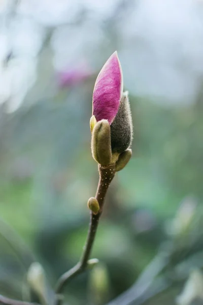 Flor de magnólia rosa botão close-up, fundo da natureza — Fotografia de Stock