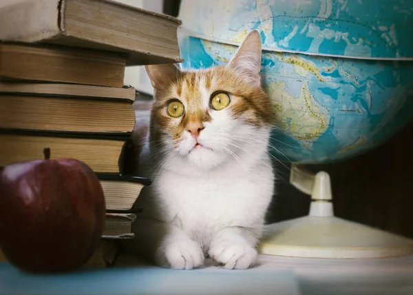 Ginger cat with old books and school globe, librarian learned cat, studying cat, education