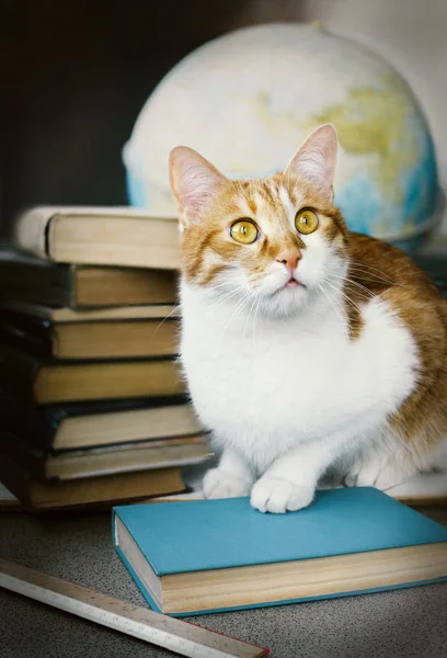 Ginger cat with old books and school globe, librarian learned cat, studying cat, education