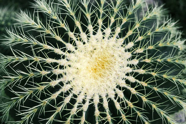 Yeşil yuvarlak kaktüs üstten görünüm, Doğa arka plan