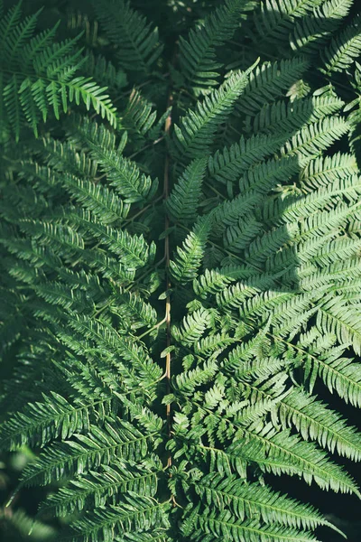 Hoja de helecho verde, fondo natural, verde esmeralda oscuro, fondo natural, vegetación tropical —  Fotos de Stock