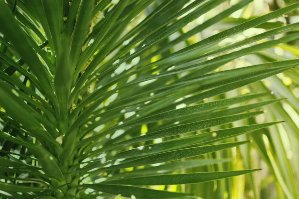 Green palm leaves, tropical palm thickets, tropical rainforest greenery nature background — Stock Photo, Image
